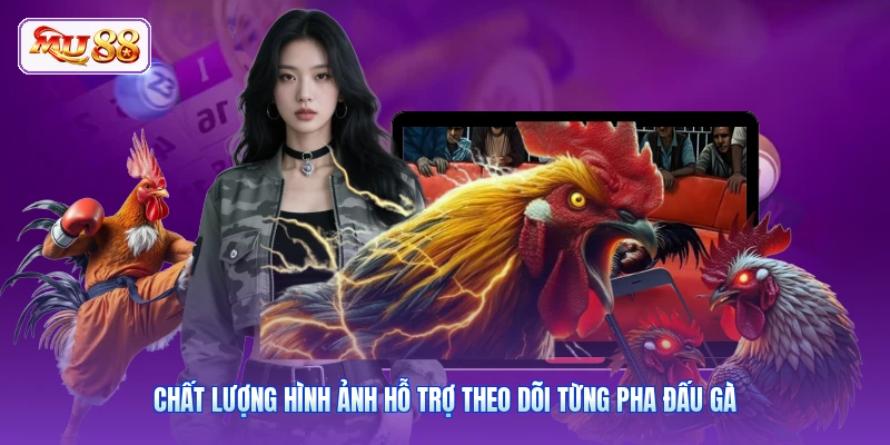 Chất lượng hình ảnh hỗ trợ theo dõi từng pha đấu gà