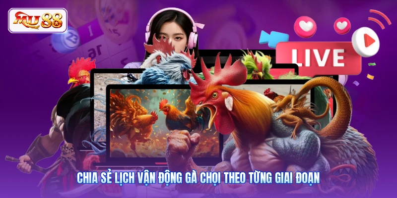 Chia sẻ lịch vận động gà chọi theo từng giai đoạn